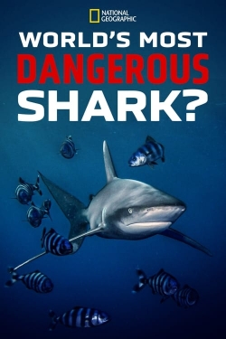 watch-World's Most Dangerous Shark?