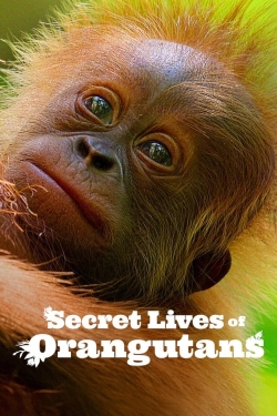 watch-Secret Lives of Orangutans